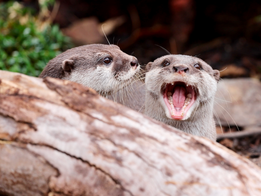 Otter-ly Great Customers: Adelaide Zoo