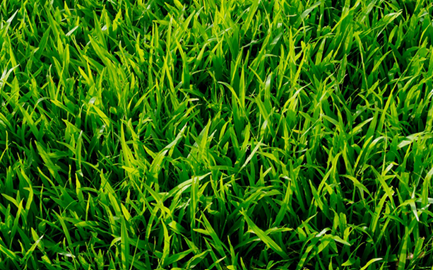 Kikuyu Turf