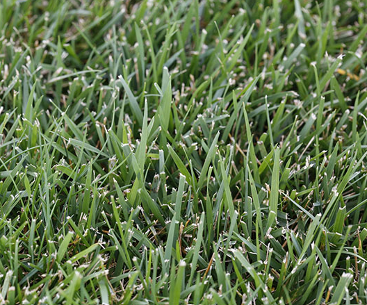 Tall Fescue