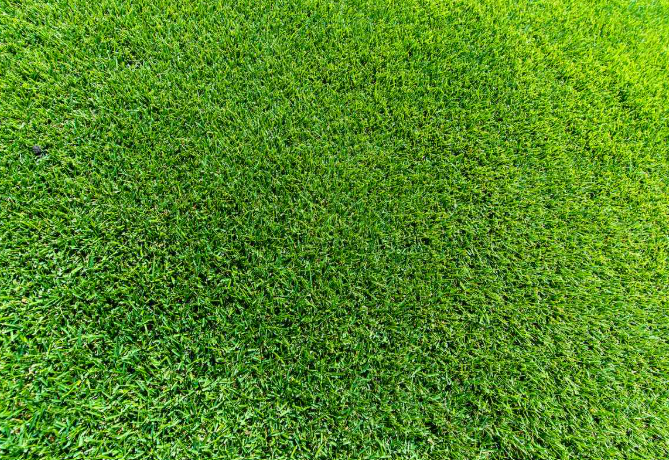 Zoysia