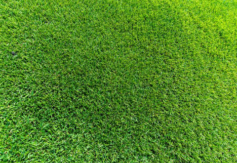 Zoysia